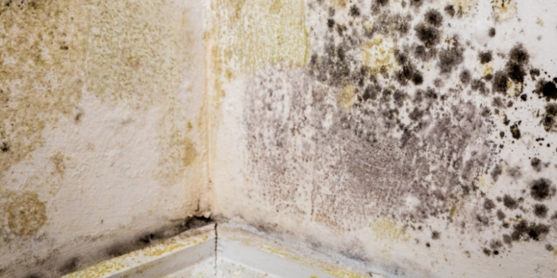 Are You Living in an Environment with Mold?  Here is What We Did!